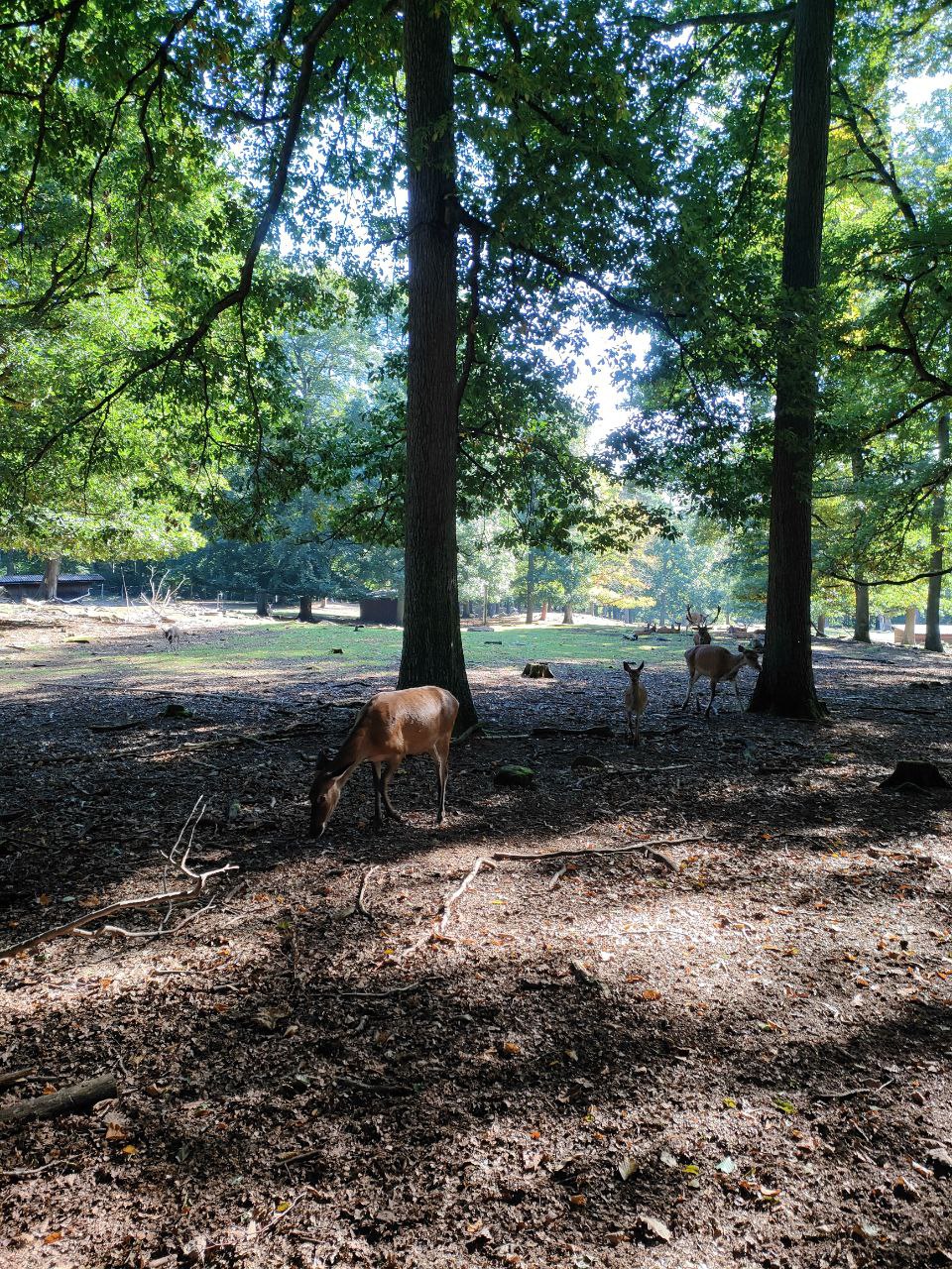 Wildpark_2c_7.jpg